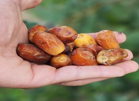 خرید و فروش خرمای قصب بوشهر با شرایط فوق العاده